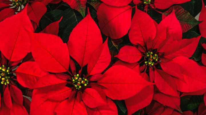Christmas Poinsettias
