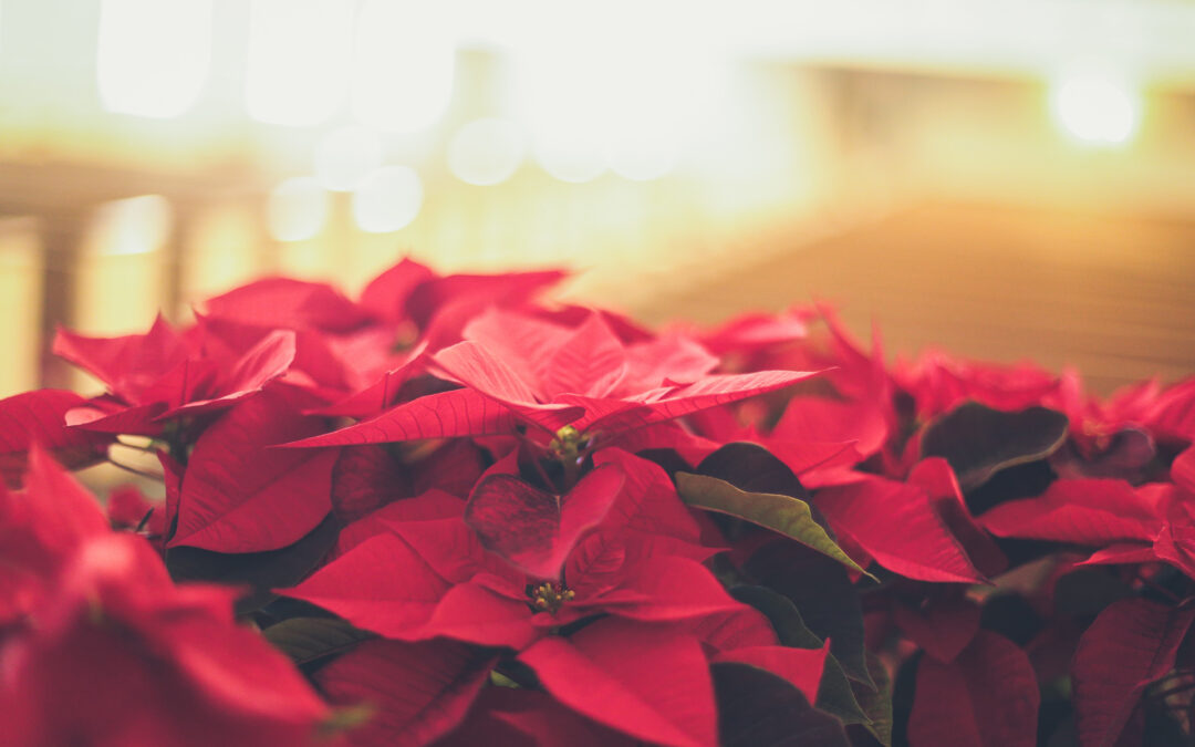 Christmas Poinsettias 2023