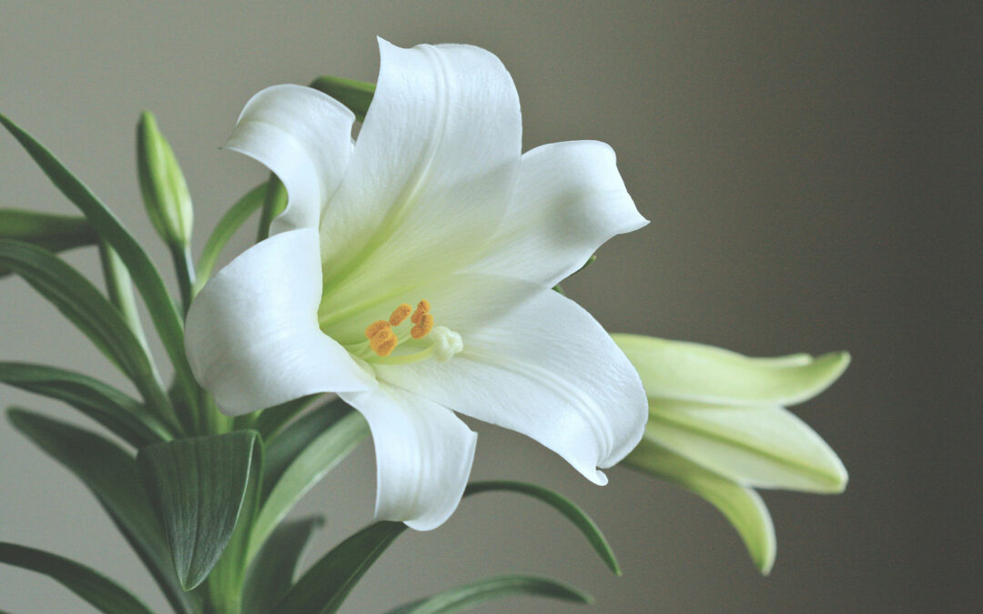 Easter Lilies