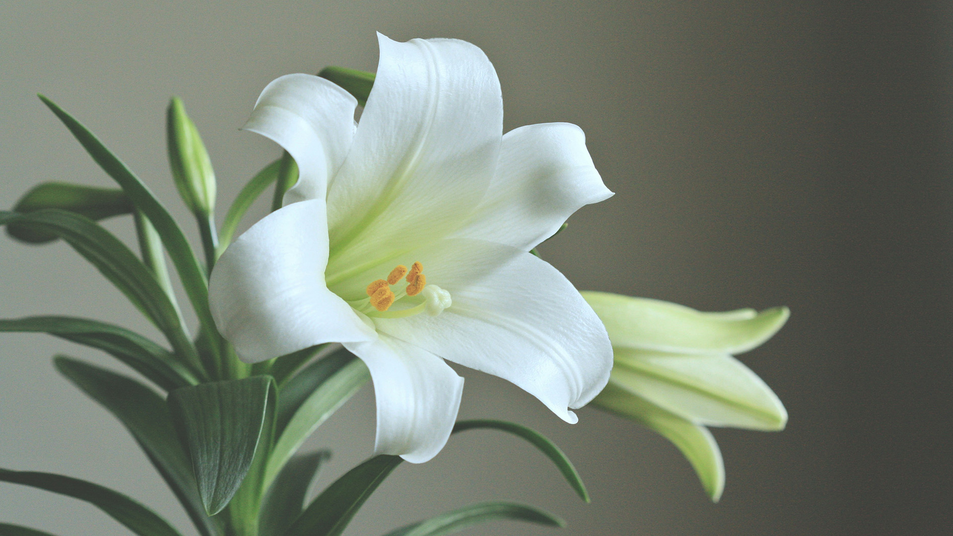 EasterLily